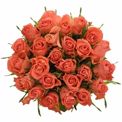 Kytice 25 oranžových růží SIMBA 50cm