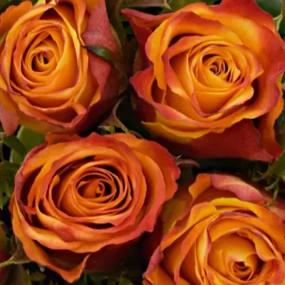 Kytice 25 oranžových růží SOMBRERO 40cm