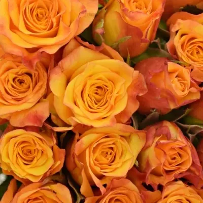 Kytice 25 oranžových růží TIEBREAK 60cm