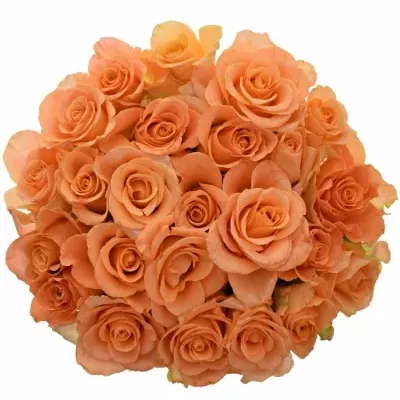 Kytice 25 oranžových růží TRIXX! 70cm