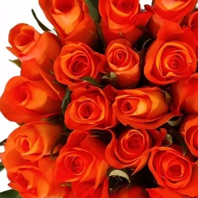 Kytice 25 oranžových růží TROPICAL AMAZONE