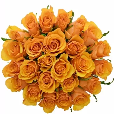 Kytice 25 žlutých růží GOLDEN FLUSH 50cm