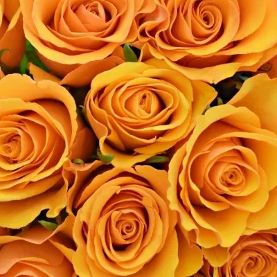 Kytice 25 oranžových růží TYCOON