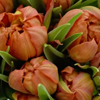 Kytice 25 oranžových tulipánů VIKING