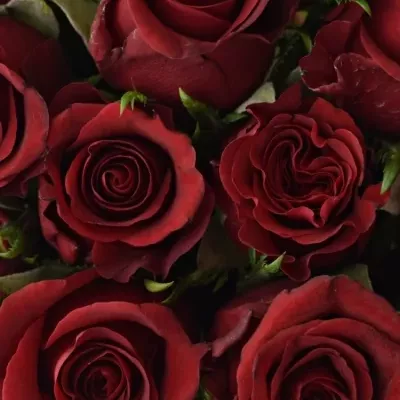 Kytice 25 rudých růží BURGUNDY 50cm 