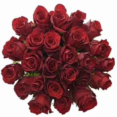Kytice 25 rudých růží EXPLORER 60cm