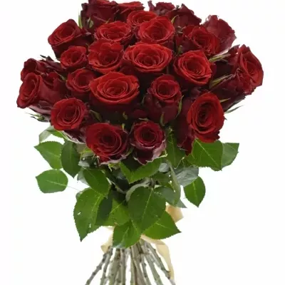 Kytice 25 rudých růží INCREDIBLE 60cm
