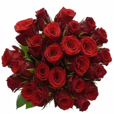 Kytice 25 rudých růží INCREDIBLE 60cm