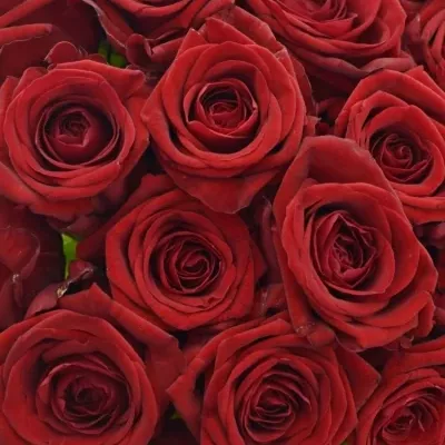 Kytice 25 rudých růží RED NAOMI! 