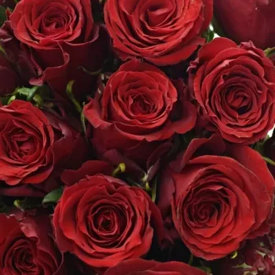 Kytice 25 rudých růží RED TORCH