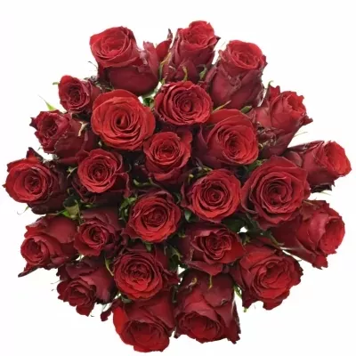 Jednodruhová kytice 25 červených růží RED TORCH 60 cm