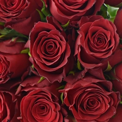 Kytice 25 rudých růží RHODOS