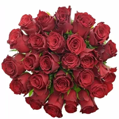 Jednodruhová kytice 25 červených růží RHODOS 80 cm