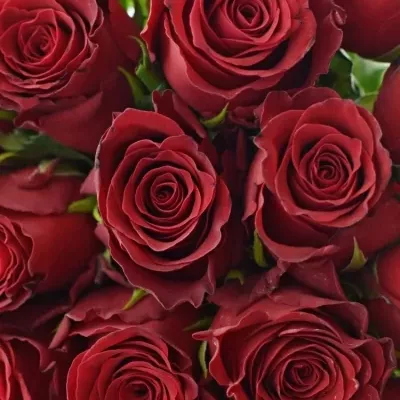 Kytice 25 rudých růží RHODOS