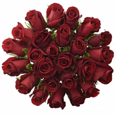Kytice 25 rudých růží THUNDER 60cm