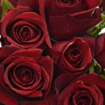 Kytice 25 rudých růží THUNDER 60cm