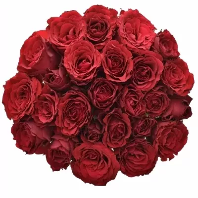 Kytice 25 rudých růží UPPER CLASS 50cm 