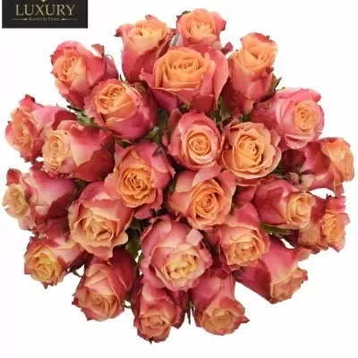 Kytice 25 luxusních růží 3D 50cm
