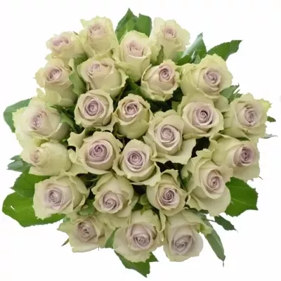 Kytice 25 fialových růží MORNING DEW! 50cm 