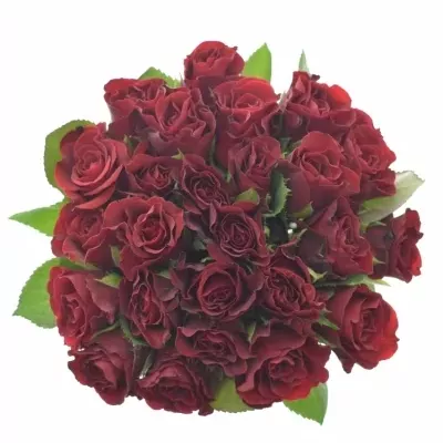 Kytice 25 růží červených TORERO  30cm