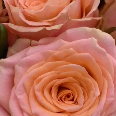 Kytice 25 růží LOVE PEARL 50cm