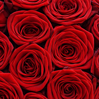 Detail květů růže Red Naomi