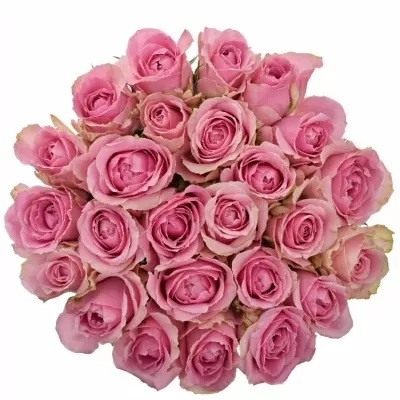 Jednodruhová kytice 25 růžových růží WHAM 50 cm