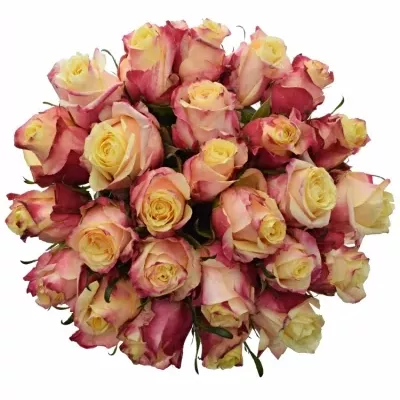 Kytice 25 růžovožlutých růží RIGOLETTO 50cm