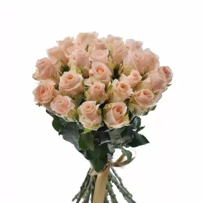 Kytice 25 růžových růží ALINA