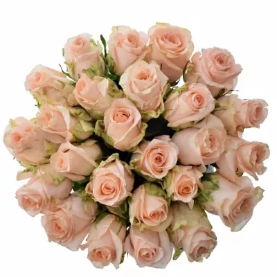 Kytice 25 růžových růží ALINA 80cm