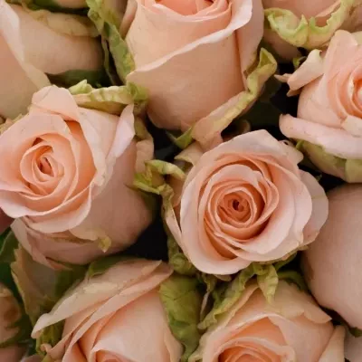 Kytice 25 růžových růží ALINA