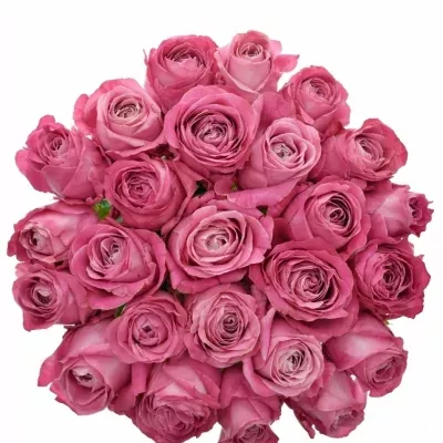 Kytice 25 růžových růží ALL 4 LOVE+ 60cm
