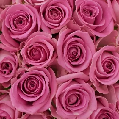 Kytice 25 růžových růží AQUA 55cm
