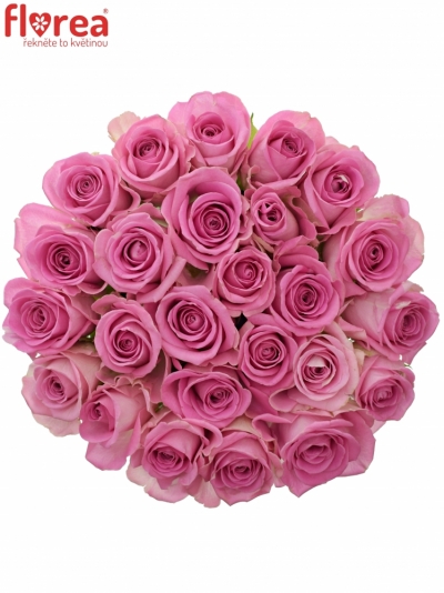 Kytice 25 růžových růží AQUA 50cm