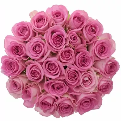 Jednodruhová kytice 25 růžových růží AQUA 60 cm