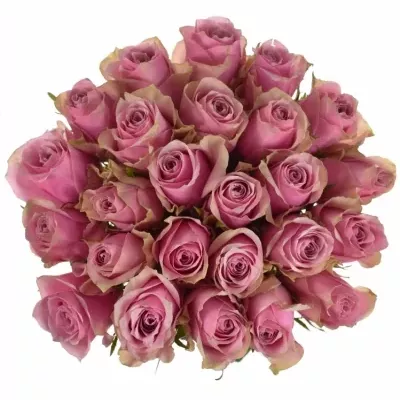 Kytice 25 růžových růží ATHENA ROYALE 40cm