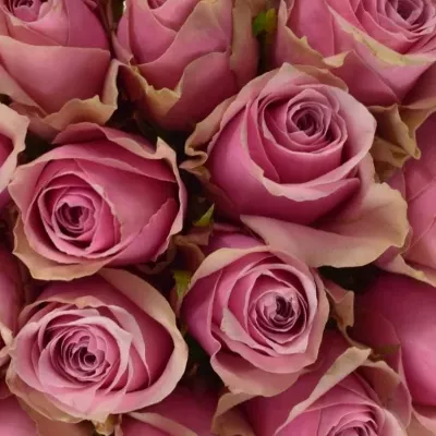 Kytice 25 růžových růží ATHENA ROYALE