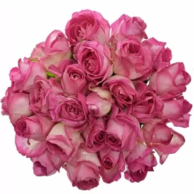 Kytice 25 růžových růží AVALANCHE CANDY+ 60cm