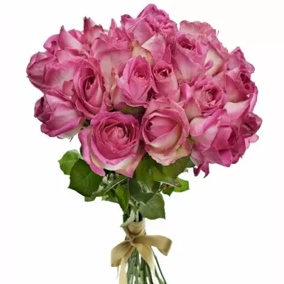Kytice 25 růžových růží AVALANCHE CANDY+ 60cm