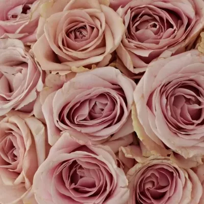 Kytice 25 růžových růží AVALANCHE PINK+ 60cm