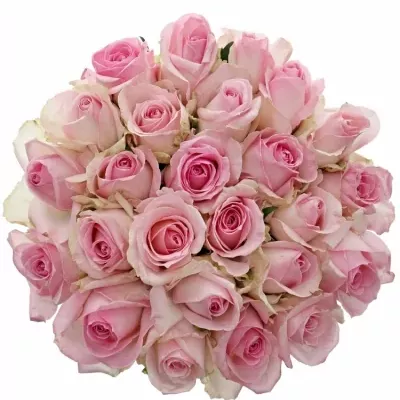 Kytice 25 růžových růží AVALANCHE SORBET+ 70cm