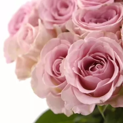 Kytice 25 růžových růží BABYFACE 40cm