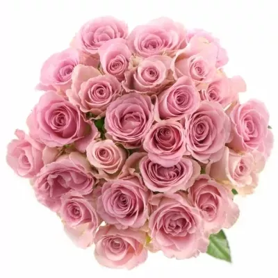 Kytice 25 růžových růží BABYFACE 90cm