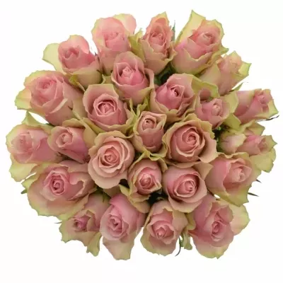 Kytice 25 růžových růží BELLE ROSE 60cm