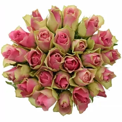 Kytice 25 růžových růží BELLEVUE 40cm