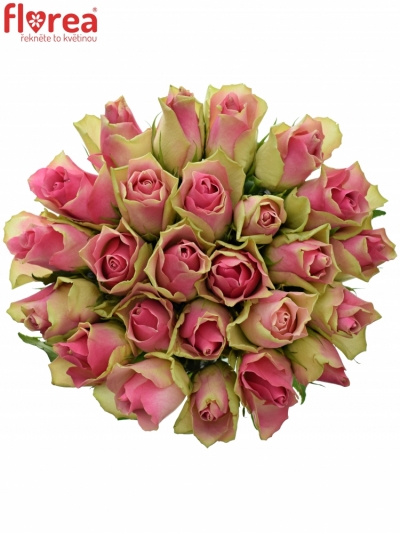 Kytice 25 růžových růží BELLEVUE 50cm