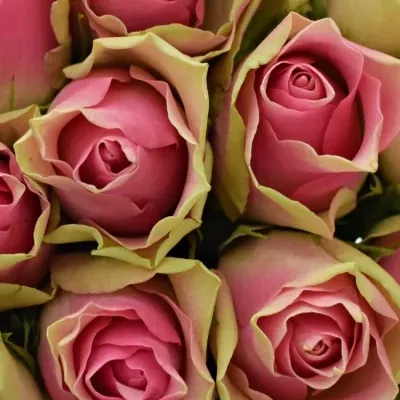 Kytice 25 růžových růží BELLEVUE 40cm