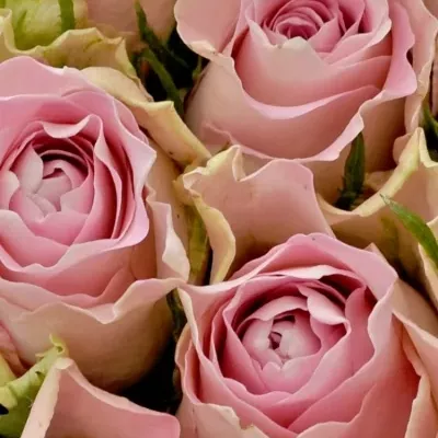 Kytice 25 růžových růží BISOU 40cm 