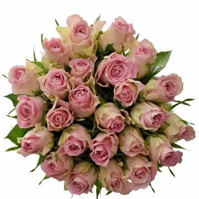 Kytice 25 růžových růží BISOU 40cm 