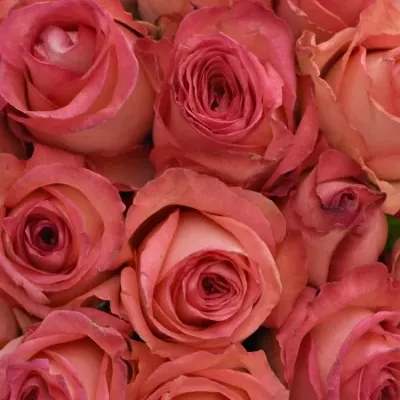 Kytice 25 růžových růží BRENDT 50cm